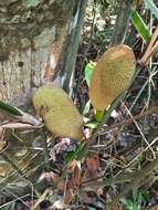 صورة Artocarpus kemando Miq.