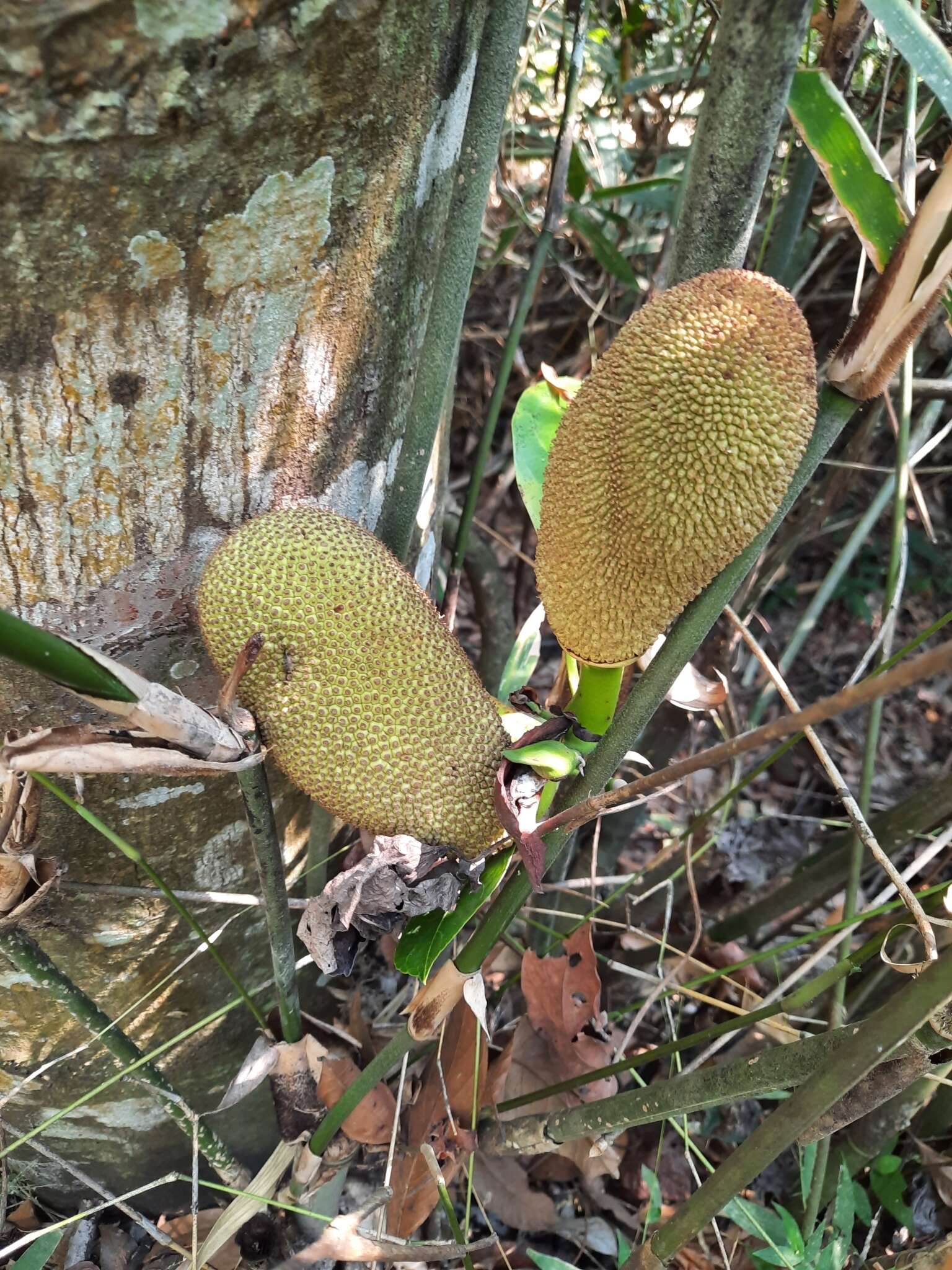 صورة Artocarpus kemando Miq.