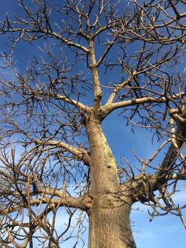 Image of Baobab