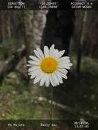 Image of Brachyscome diversifolia (Hook.) Fischer & C. Meyer