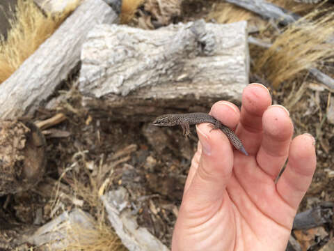 Image of night lizards