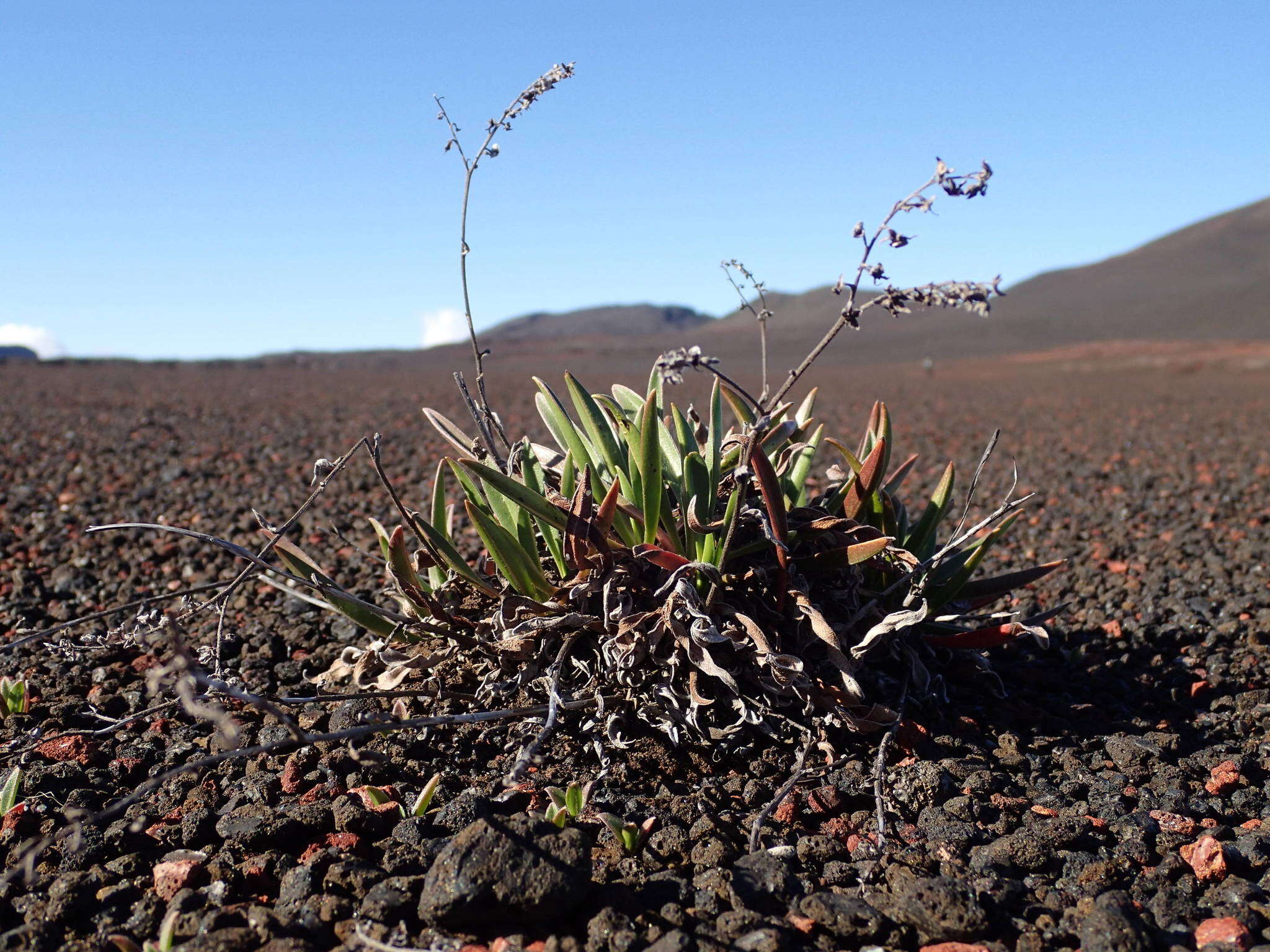 Image de Cynoglossum borbonicum (Lam.) Bory