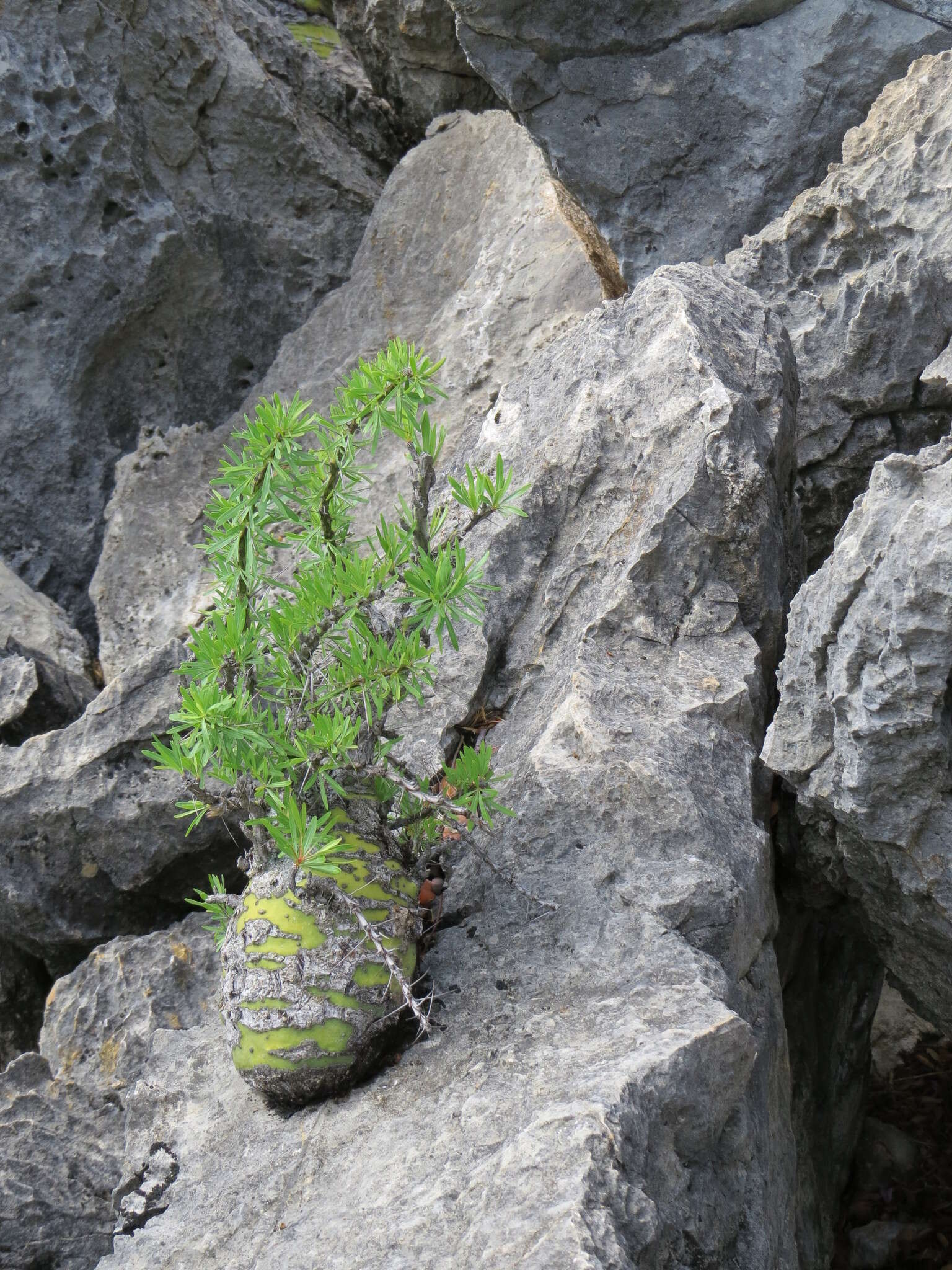 Imagem de Fouquieria purpusii T. S. Brandegee