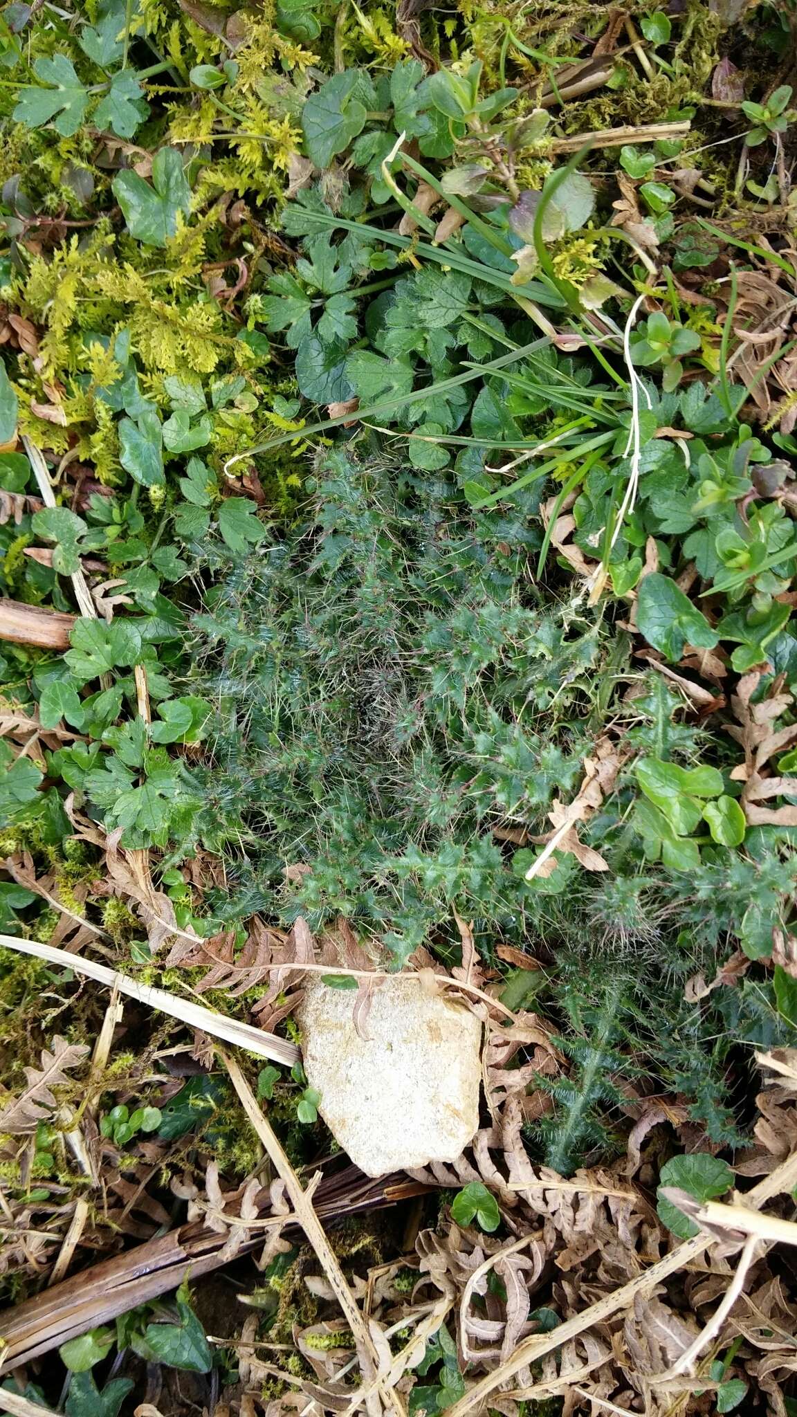 Imagem de Cirsium palustre (L.) Scop.