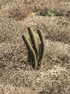 Image of snakecactus