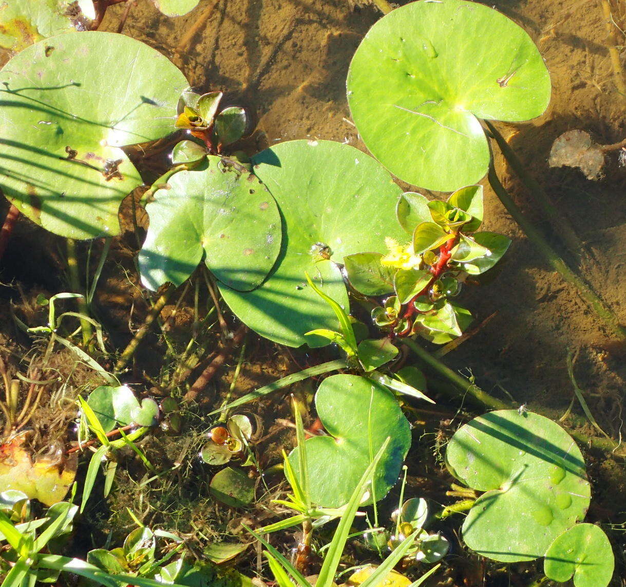 Image of Nymphoides thunbergiana (Griseb.) Kuntze