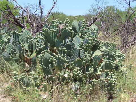 Opuntia lindheimeri subsp. subarmata resmi