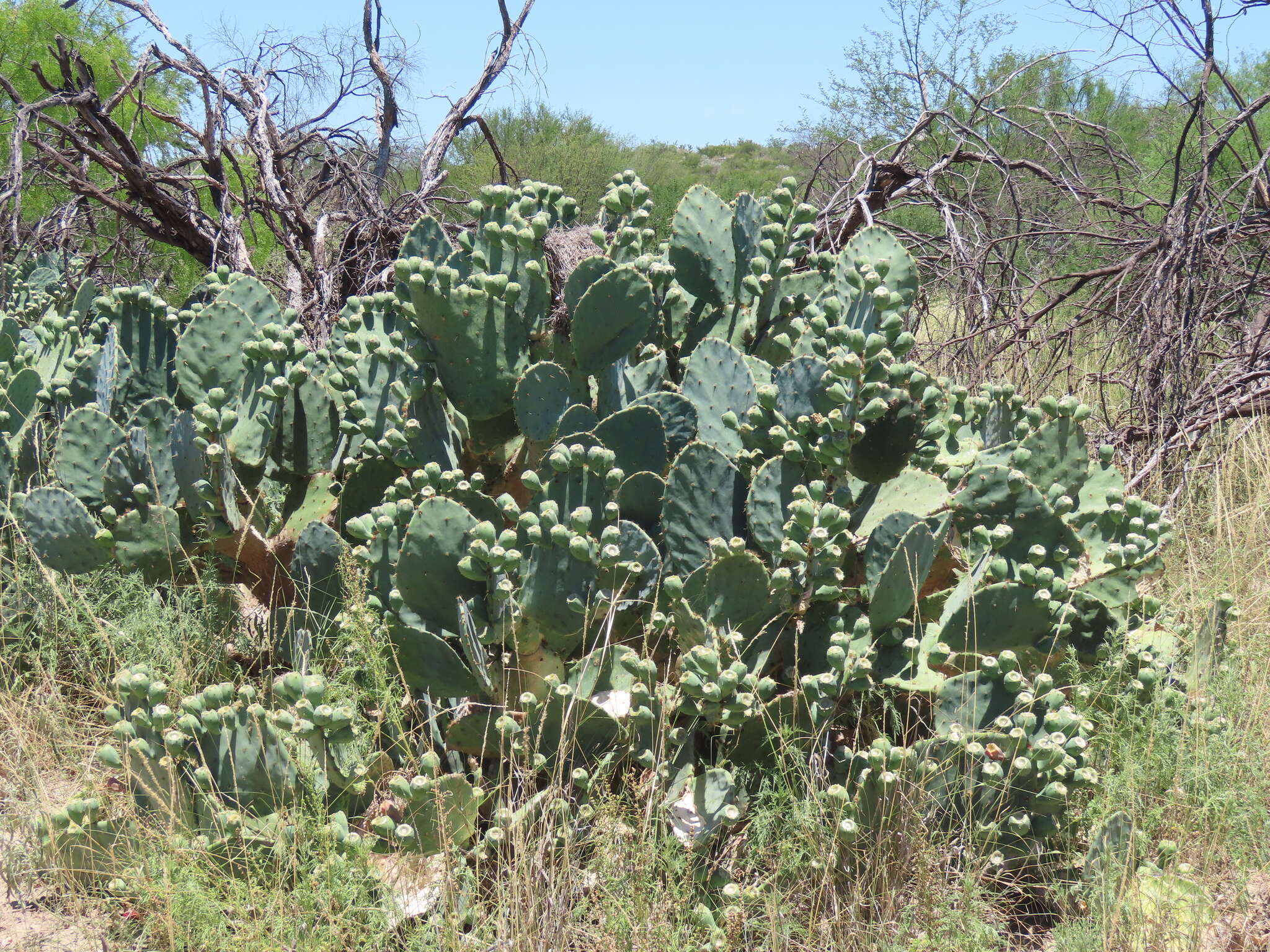 Opuntia lindheimeri subsp. subarmata的圖片