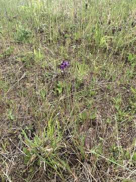 Image of Idaho blue-eyed grass