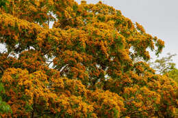 Image of Pterocarpus violaceus Vogel