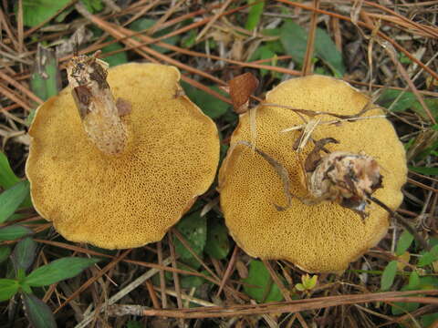 Image of Suillus cothurnatus Singer 1945