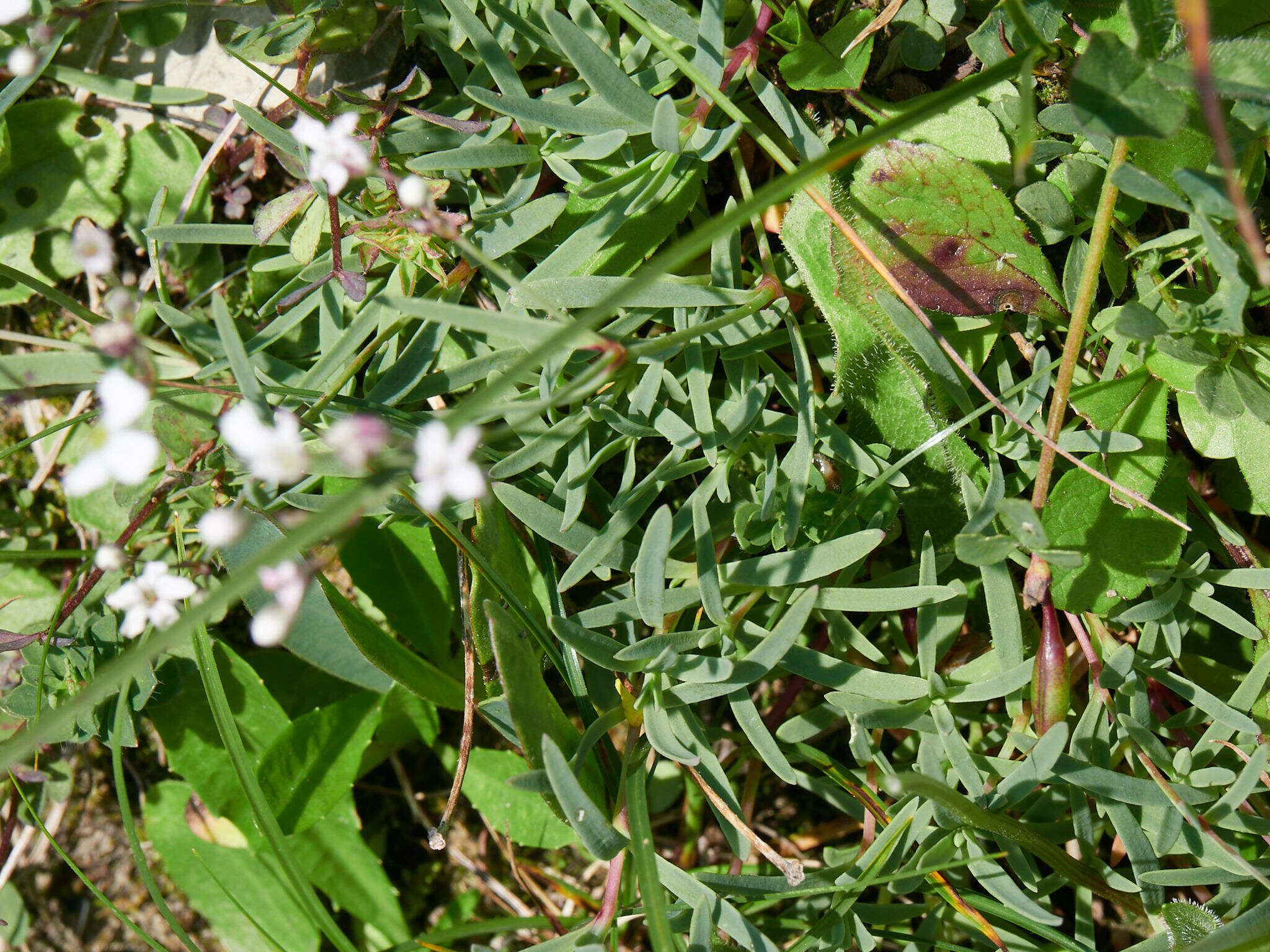 Слика од Gypsophila repens L.