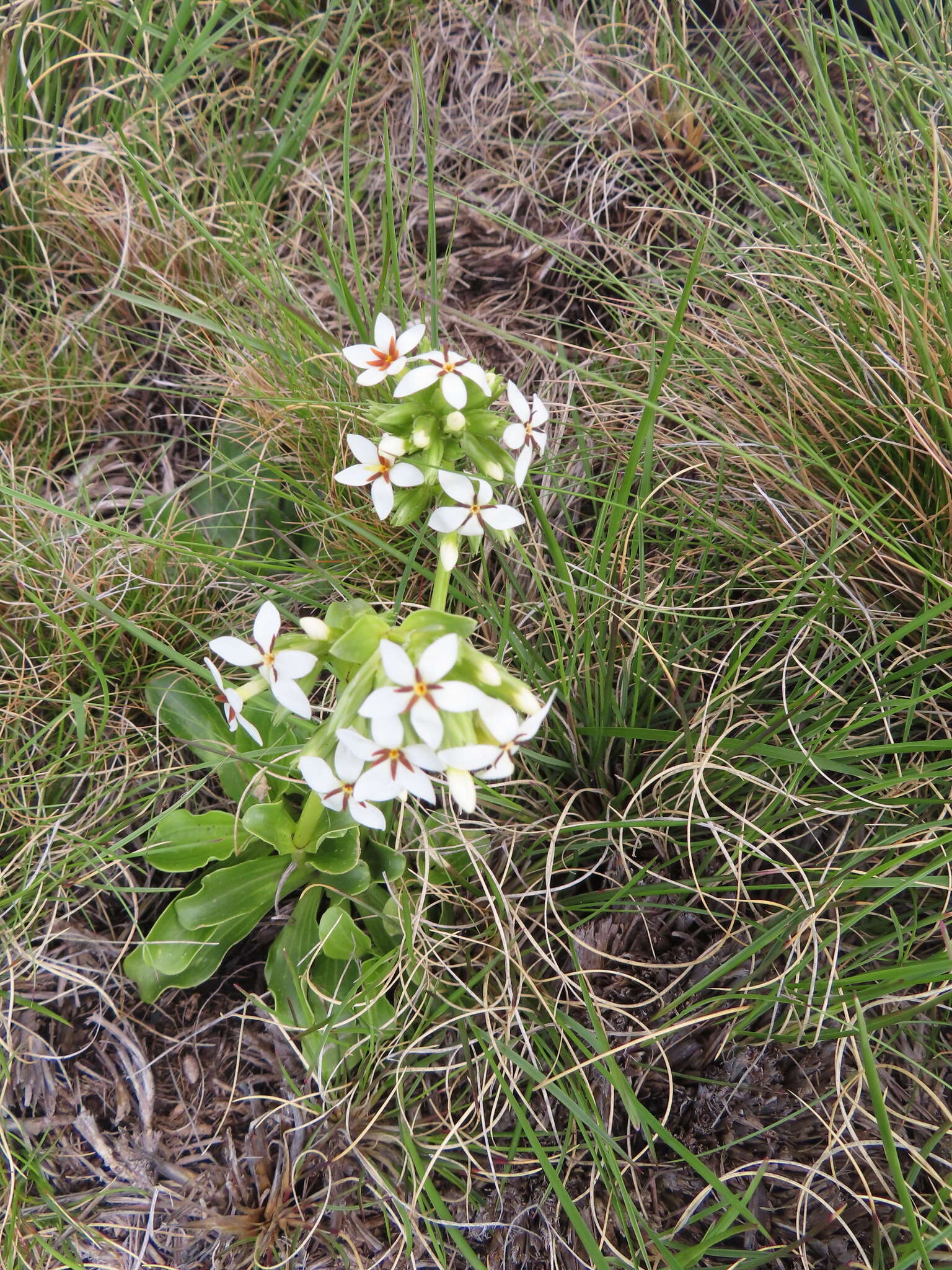 Image of Sebaea spathulata (E. Mey.) Steud.