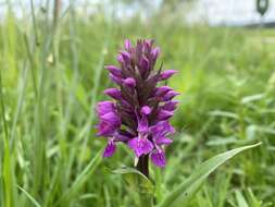 Image of Northern Marsh-orchid