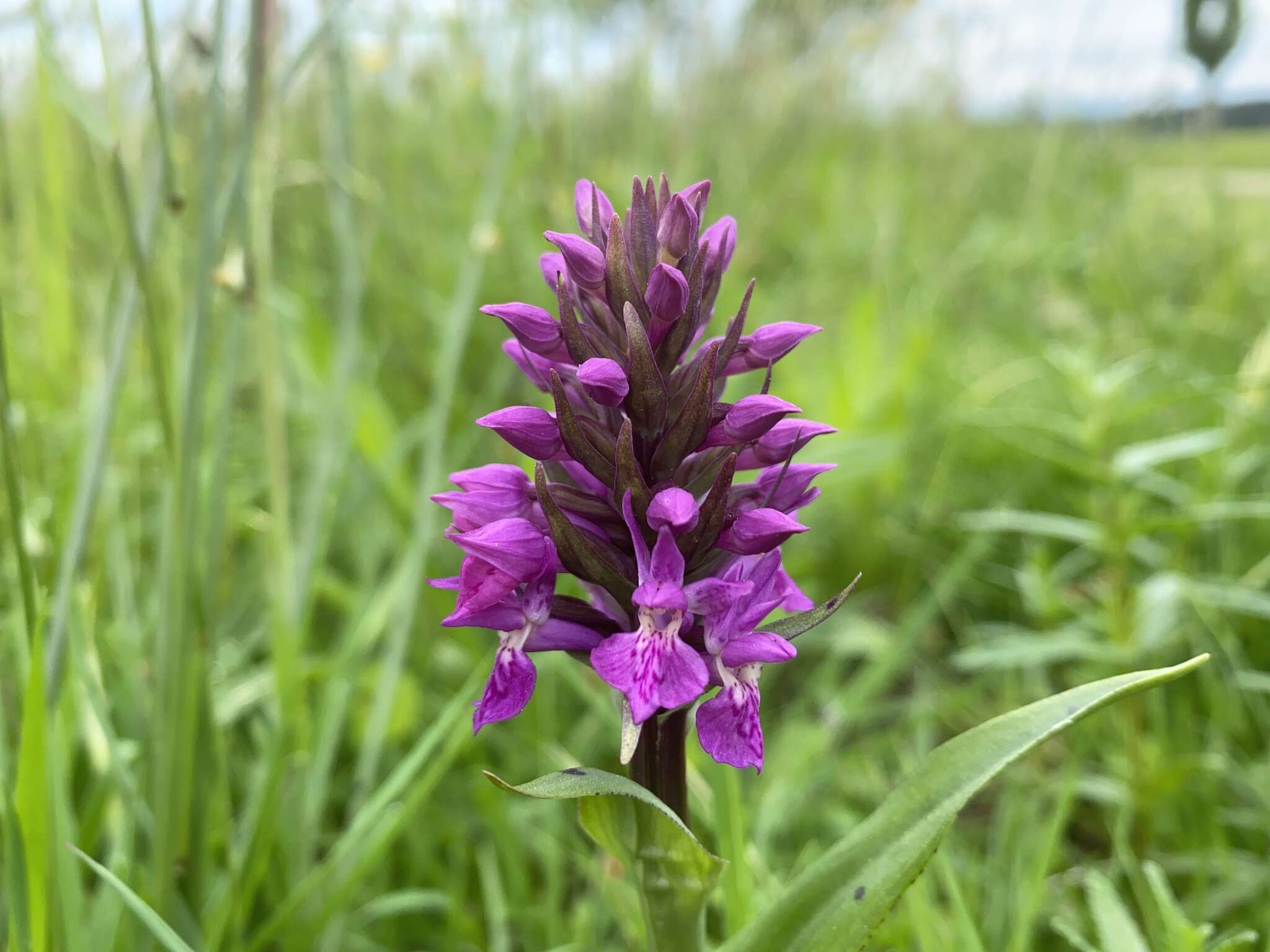 Image of Northern Marsh-orchid