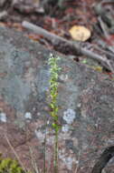 Image of Royal rein orchid