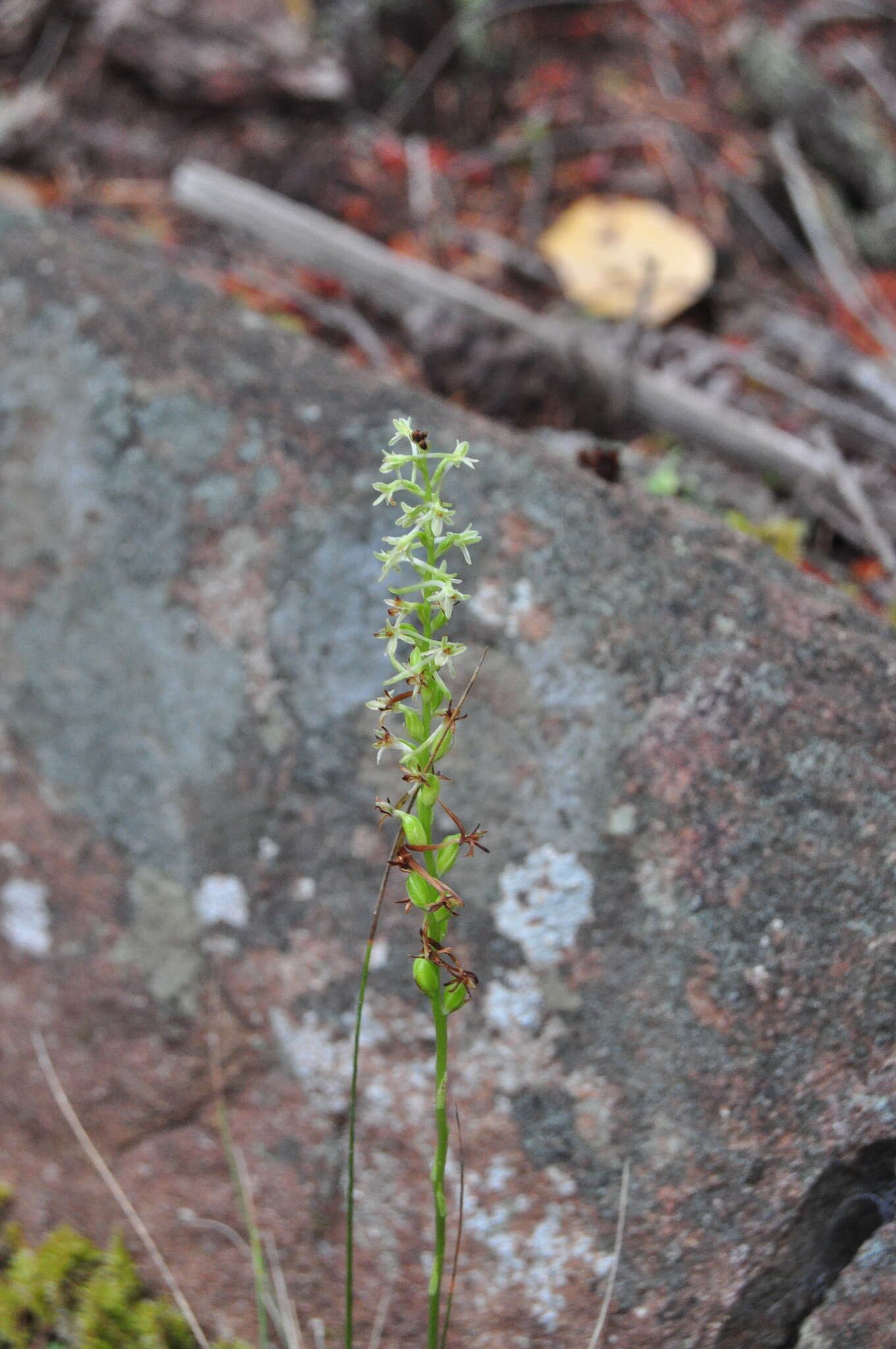 Image of Royal rein orchid