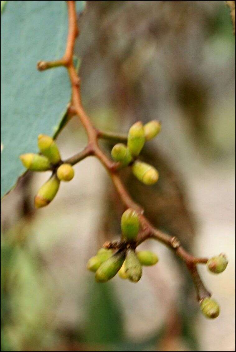 Слика од Eucalyptus behriana F. Müll.