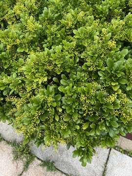 Image of Chinese perfume tree