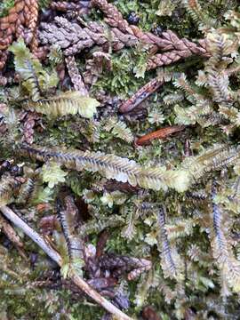 Image of Macrodiplophyllum rubrum D. H. Wagner