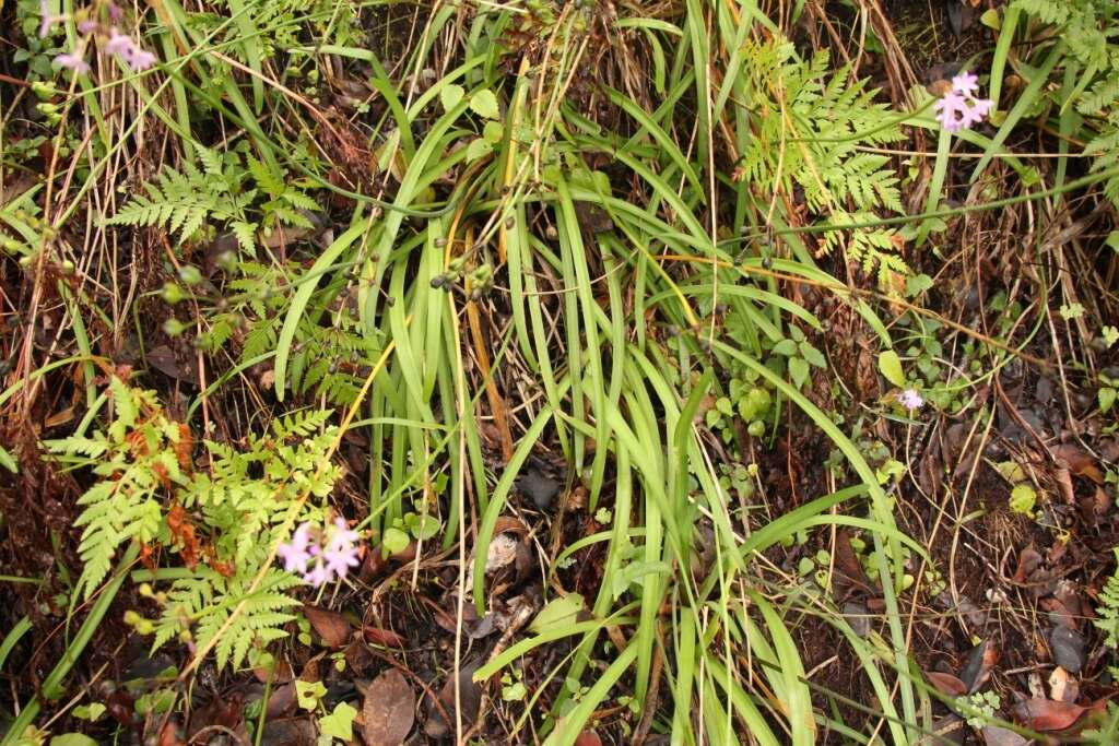 Imagem de Tulbaghia maritima Vosa