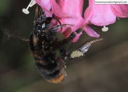 Image of Bombus koreanus (Skorikov 1933)