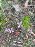 Image of island boronia