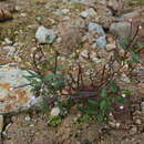 Image of Epilobium fauriei Lev.