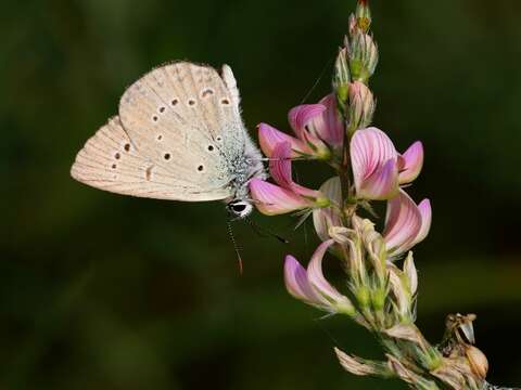 Image of Polyommatus admetus (Esper (1783))