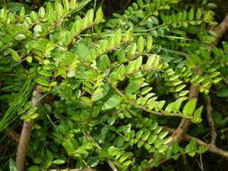 Image of box-leaf honeysuckle