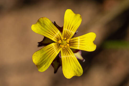 Image of Oxalis tortuosa Lindl.