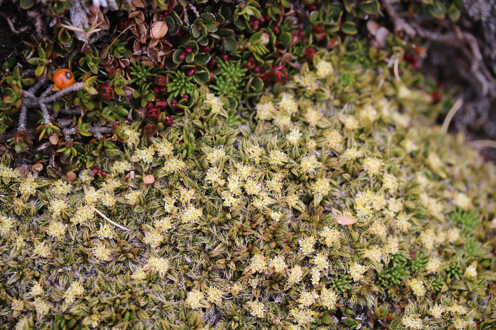 Anisotome imbricata (Hook. fil.) Cockayne的圖片