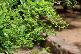 Image de Ehretia obtusifolia Hochst. ex DC.