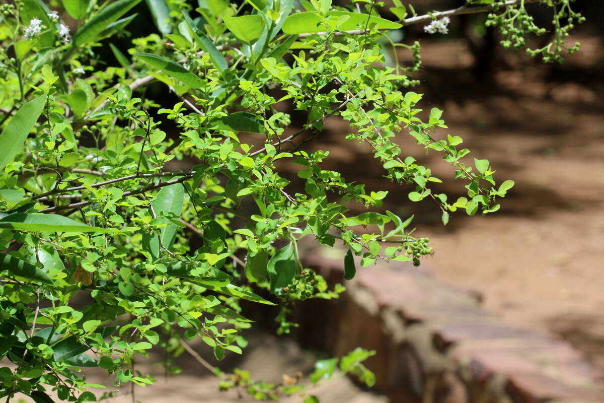 Image de Ehretia obtusifolia Hochst. ex DC.