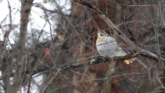 Image of Black-throated Thrush