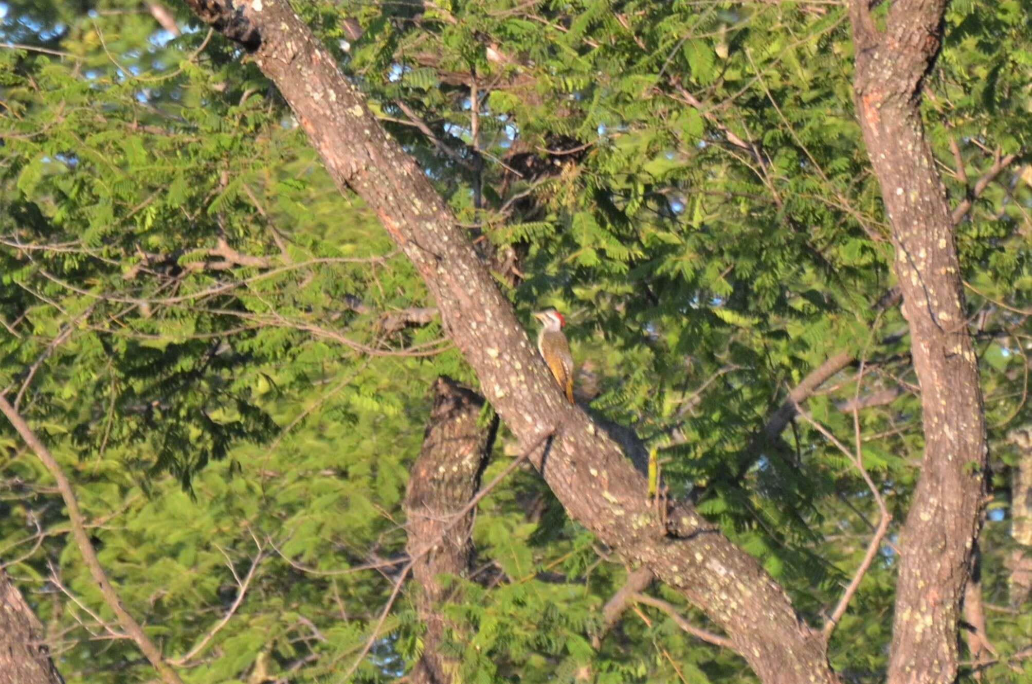 Image of Speckle-throated Woodpecker