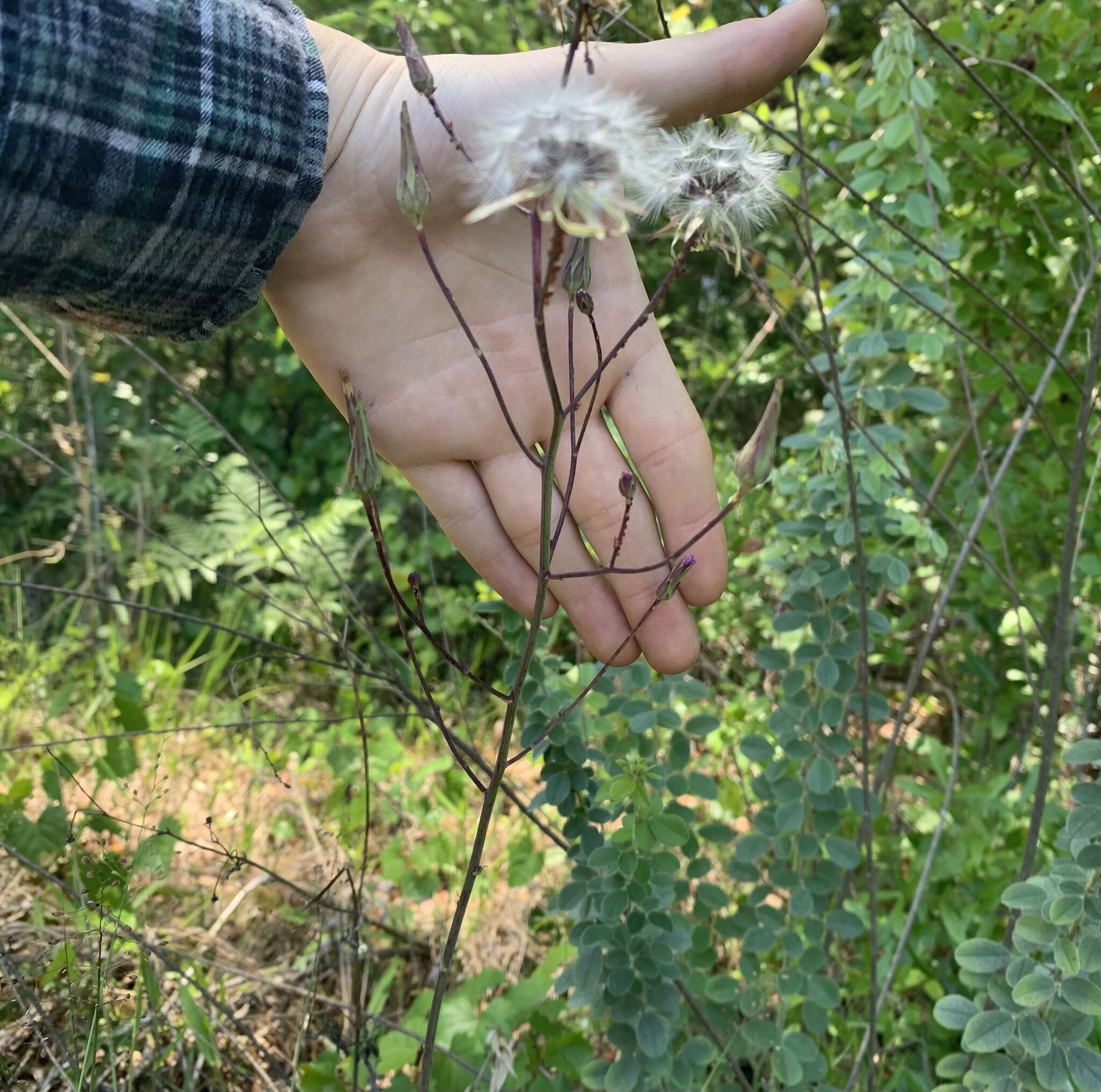 Image of <i>Lactuca <i>graminifolia</i></i> var. graminifolia