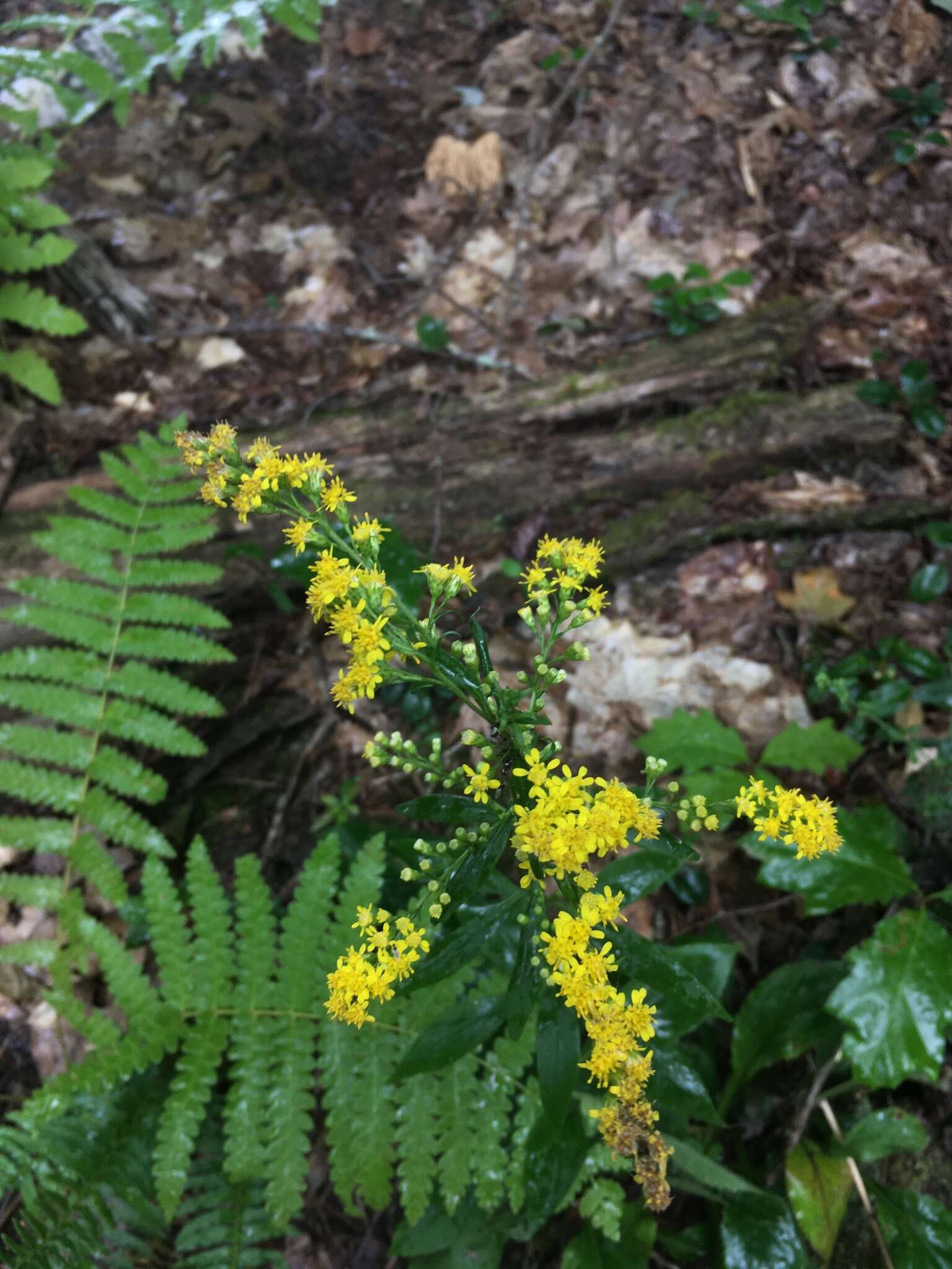 Image of Atlantic goldenrod