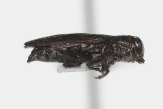 Image of Chrysobothris rossi Van Dyke 1942