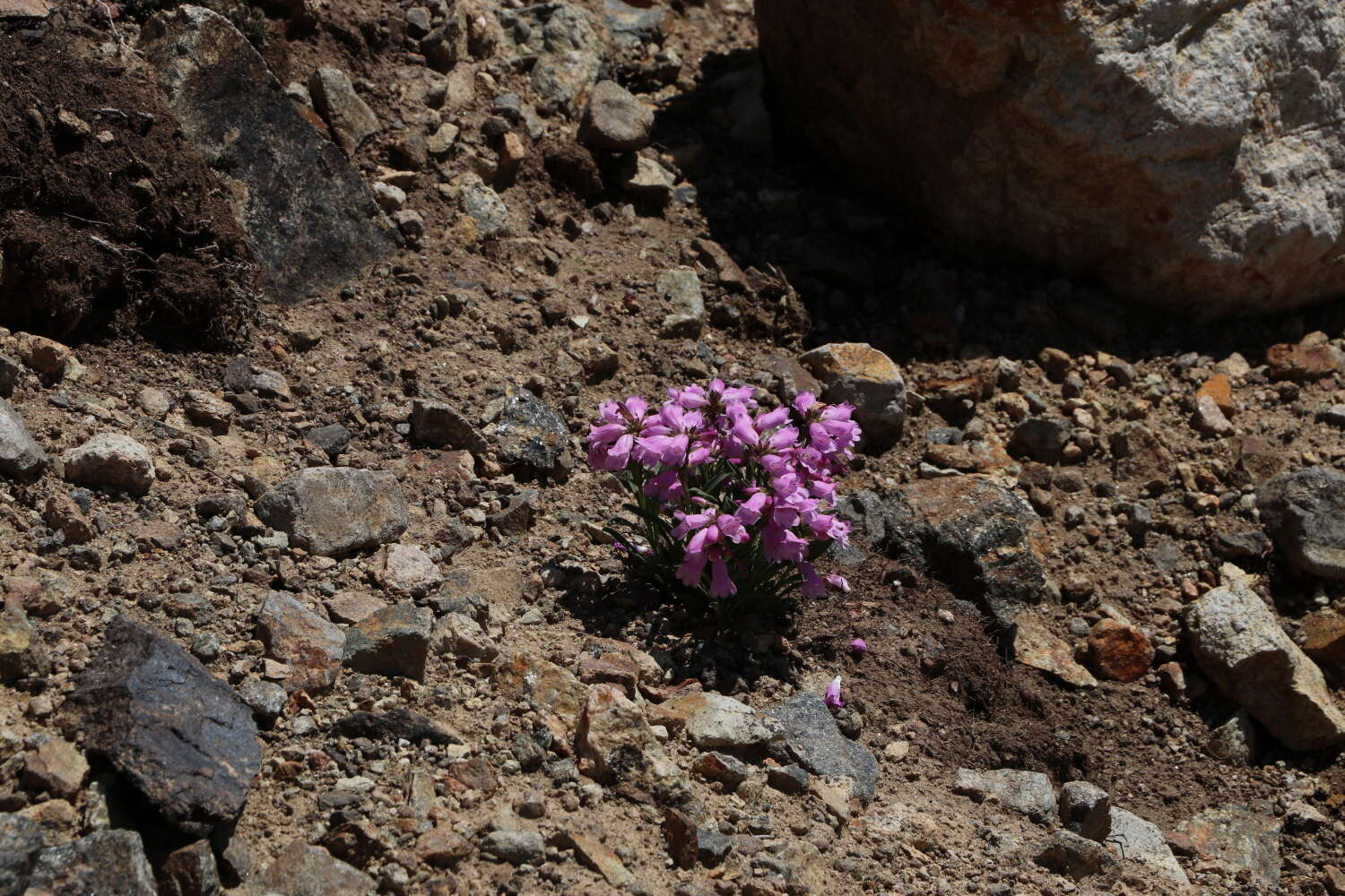 Plancia ëd Penstemon hallii A. Gray