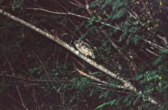 Image of Balsas Screech Owl