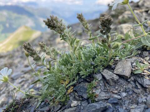 Image of Artemisia genipi Weber