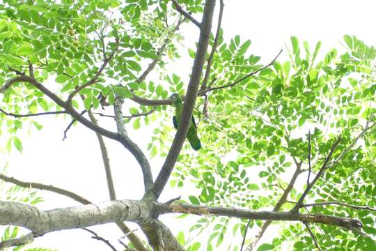 Image of Blue-crowned Hanging Parrot