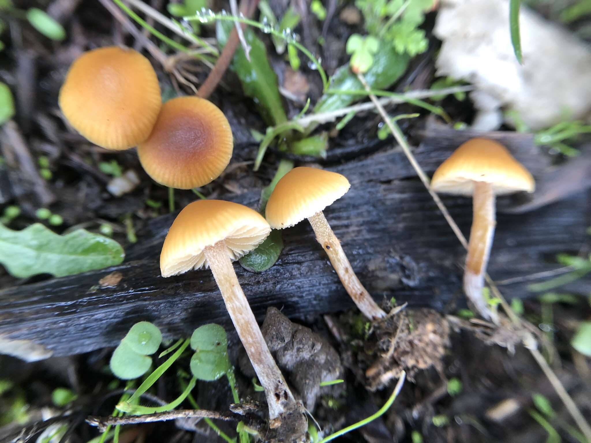 Image of Galerina semilanceata (Peck) A. H. Sm. & Singer 1964