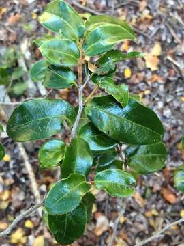 Image of Diospyros whyteana (Hiern) F. White