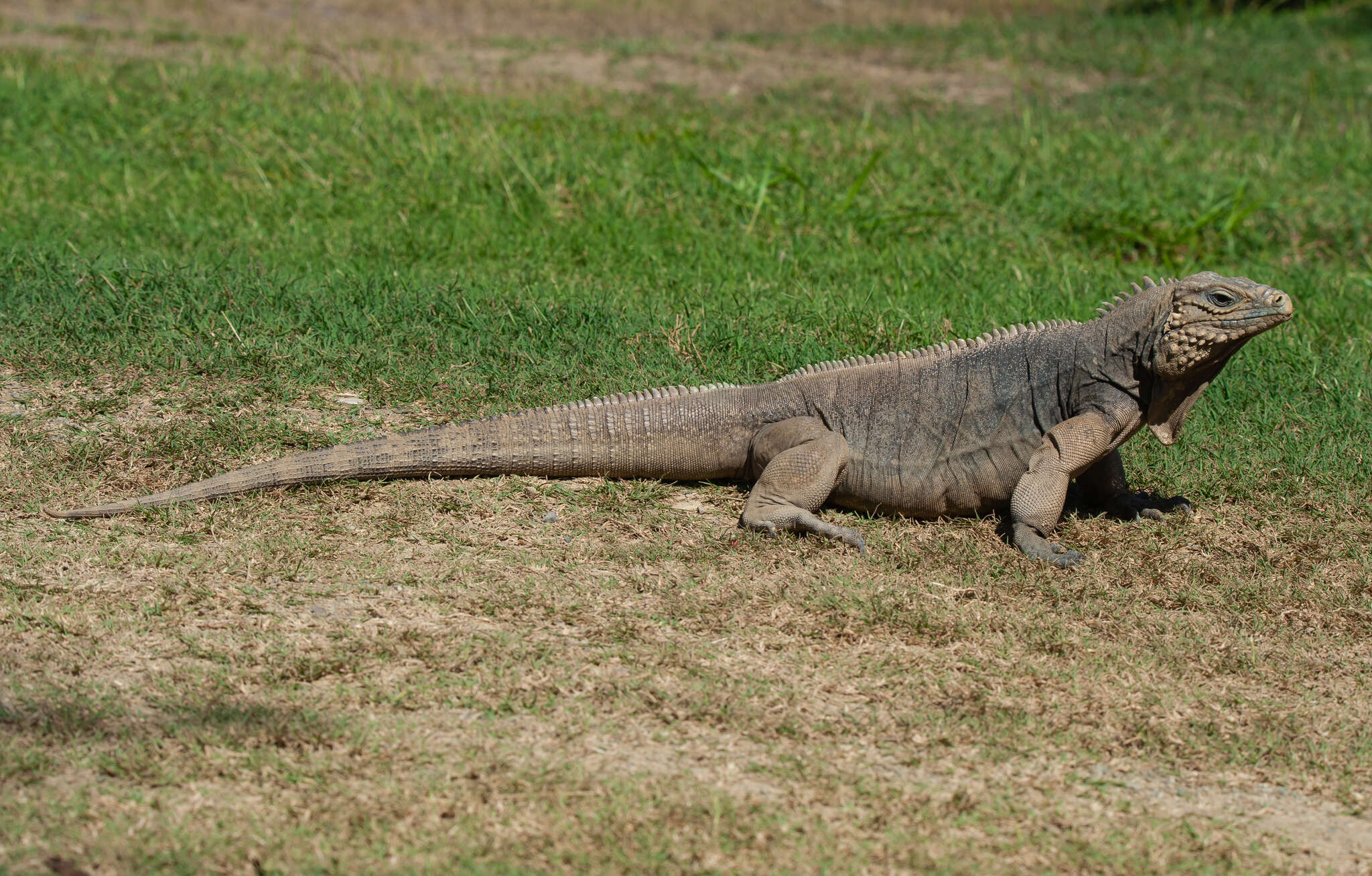 Image of Cayman Islands Ground Iguana