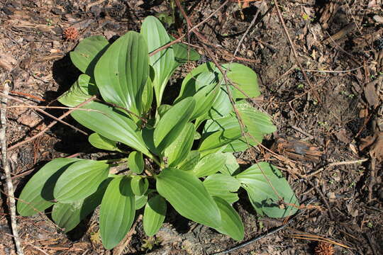 Image of groovestem Indian plantain