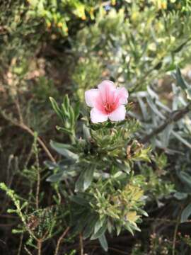 Image of Lobostemon curvifolius Buek