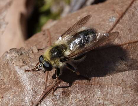 Image de Criorhina verbosa (Walker 1849)