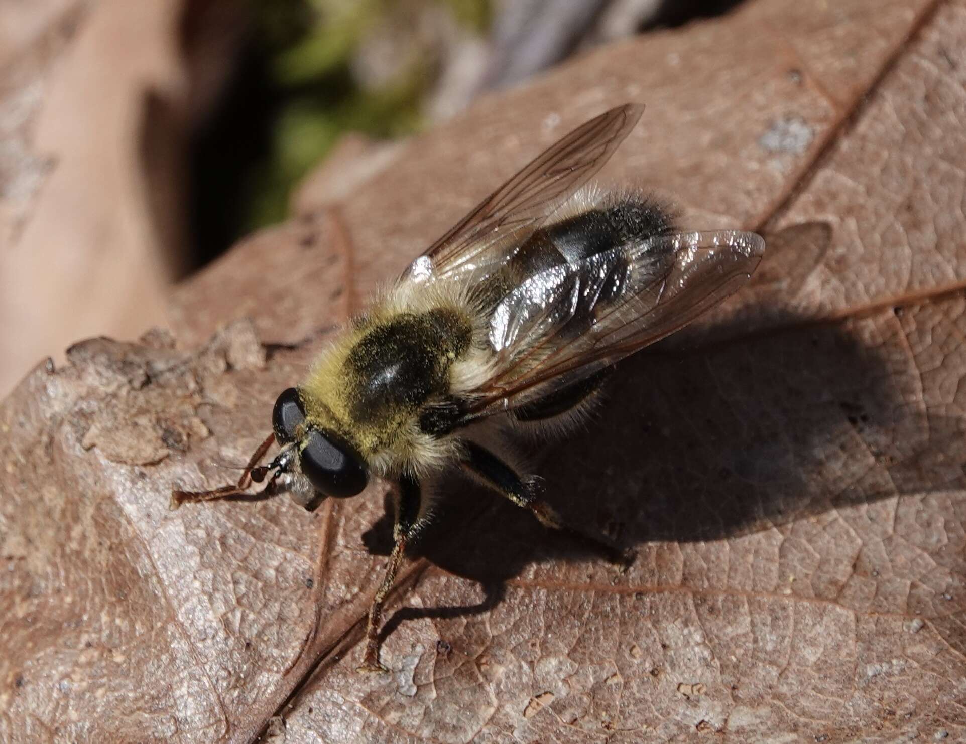 Image of Criorhina verbosa (Walker 1849)